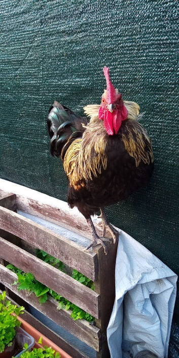 Silver gold Maran cockeral
