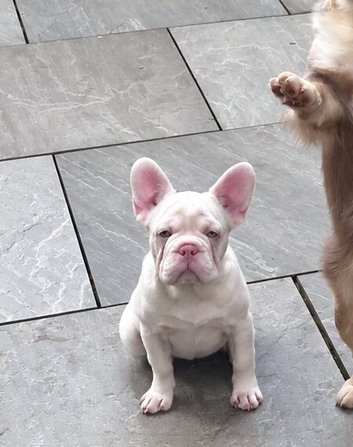 Exceptional KC Registered French Bulldog Puppies