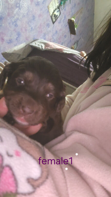 Spaniel cross pups for sale