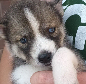 Pedigree Siberian Husky Puppies
