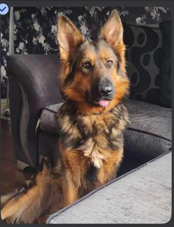 German shepherd