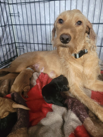 5 beautiful Cavadoodles
