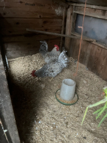 Cream crested leg bar Cocks