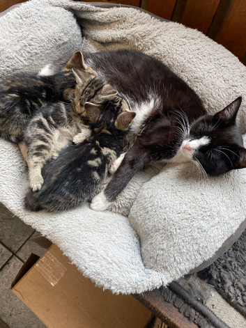 KITTENS FOR SALE
