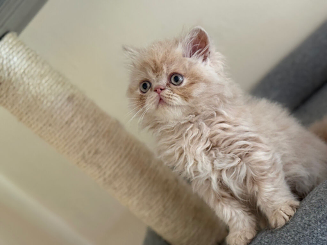GCCF registered Persian kittens