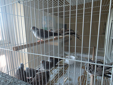 Diamond doves