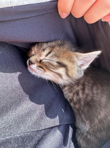 Adorable Kittens Looking for Their Forever Homes