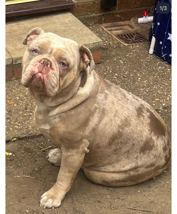 FEMALE BITCH 3 YEARS