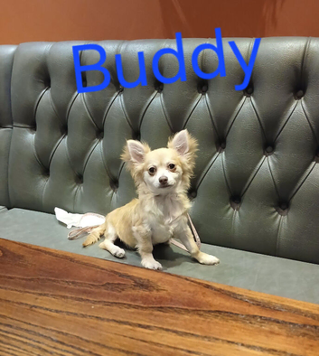 Long haired boy "buddy"