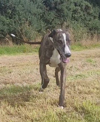 Male lurcher NI