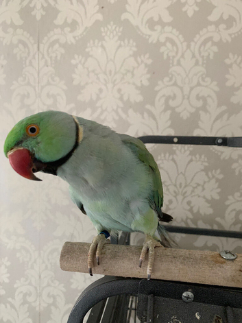 Pair of ringneck male talks in Bolton