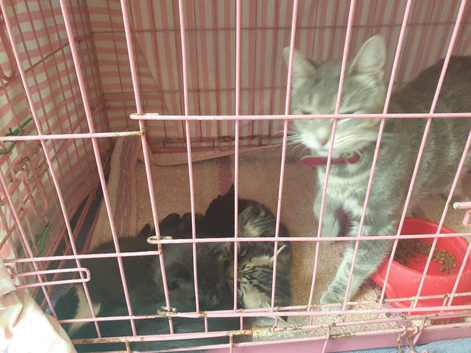 Beautiful kittens