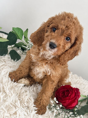 Beautiful Cockapoo puppies looking for loving homes! ️
