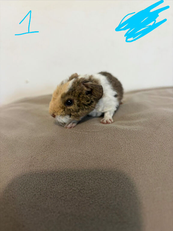 Teddy guinea pigs