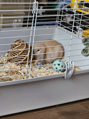 8 month old female lop