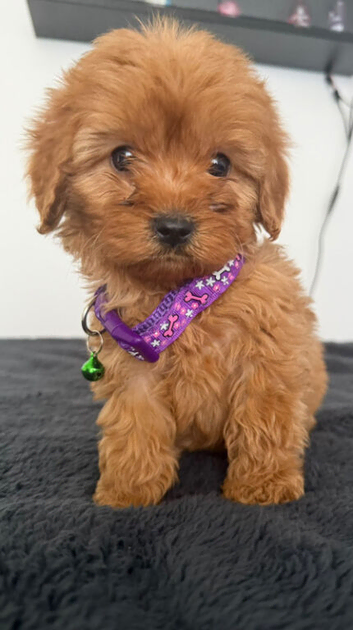 Adorable Cavapoo
