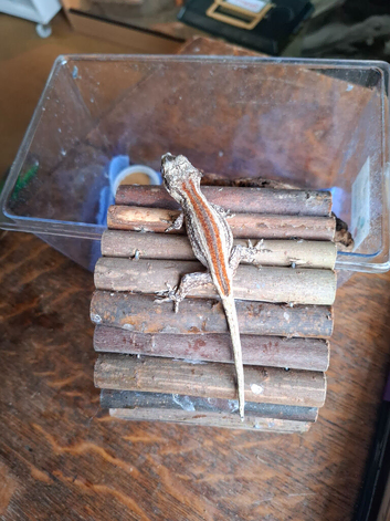 Grown on geckos