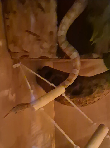 4 y/o corn snake