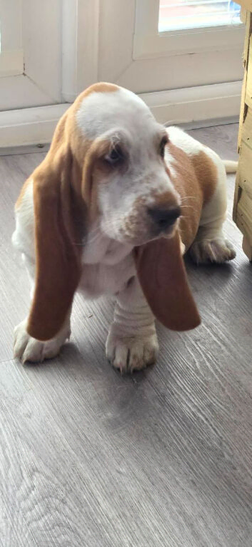 Basset hound puppies