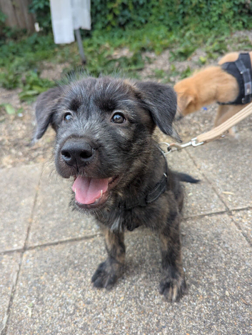 Meet Our Handsome Brindle Boy!