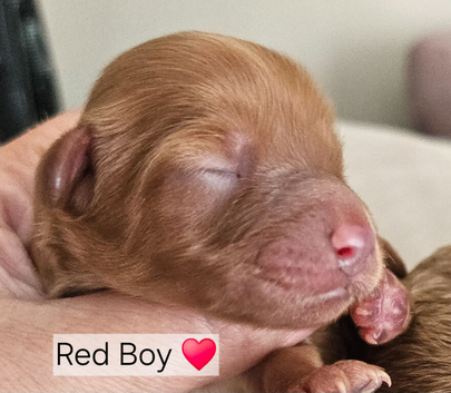 Licensed breeder,  red tiny toy cavapoo litter