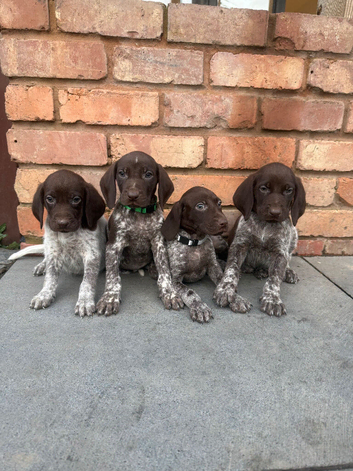 German shorthaired pointers