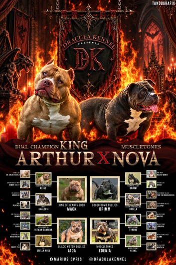American Bully Pocket