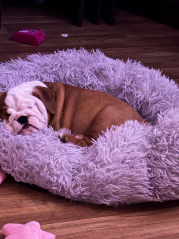 Bulldog