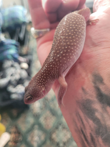 1 leopard ghe ghecko