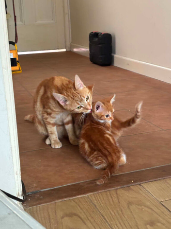 Kittens available
