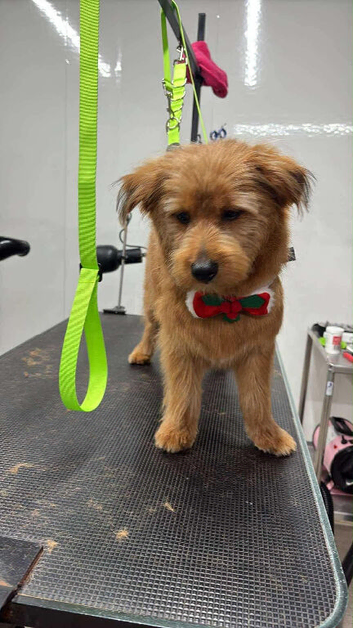 Yorkiepoo x Pomeranian