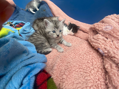 Persian cross Russian blue kittens 3 girls