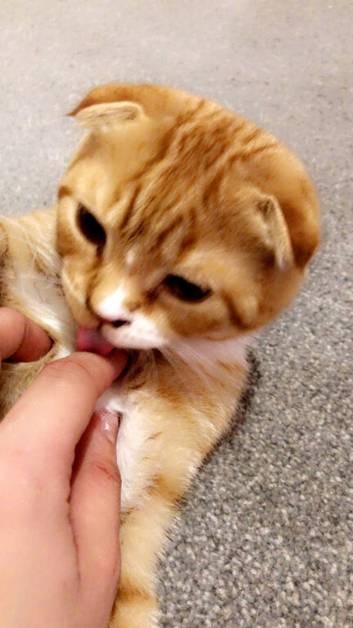 3month old ginger scottish fold ready for new home