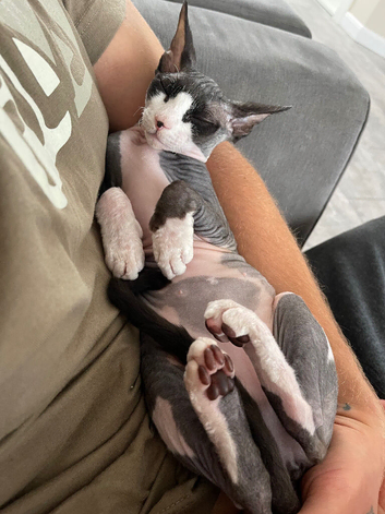 Cornish Rex cross Sphynx female