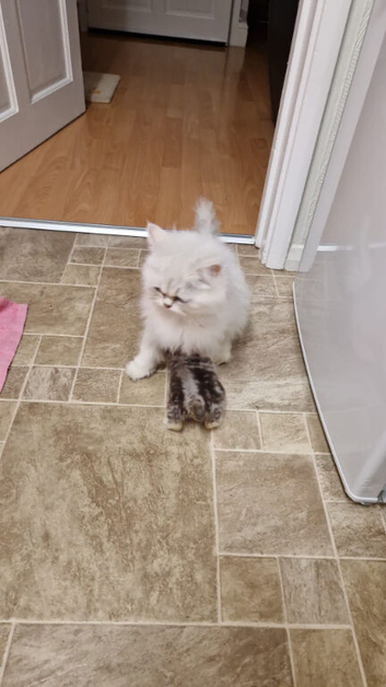 1 x male persian x cross kitten