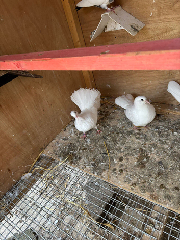 12 white droppers for sale couple of fantails
