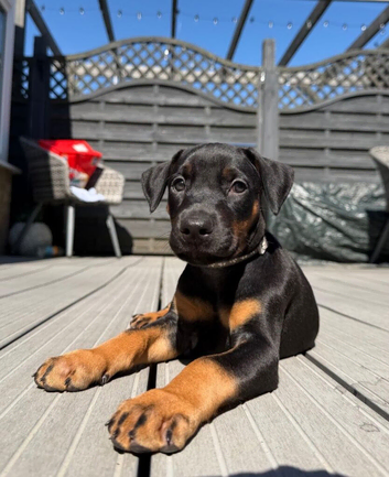 1 male doberman puppy