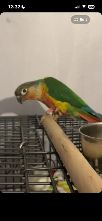 conure NEED GONE ASAP