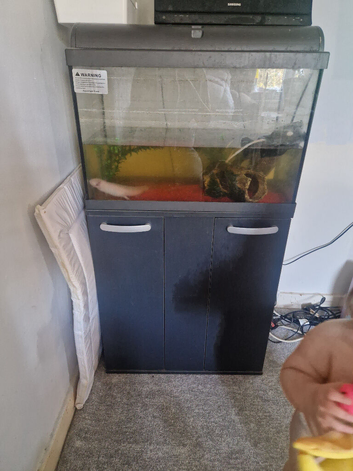 2 axolotl and tank