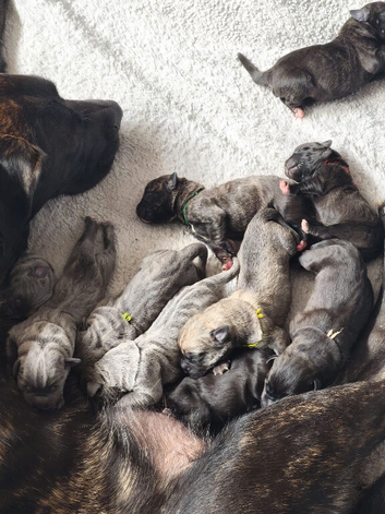 Cane Corso X Mixed Mastiff
