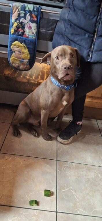 Lab/french