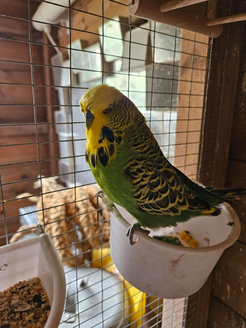 Budgies
