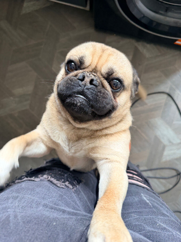 Beautiful frug needing a new home