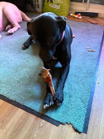 Female black Labrador cross