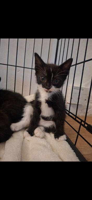 6 lovely kittens