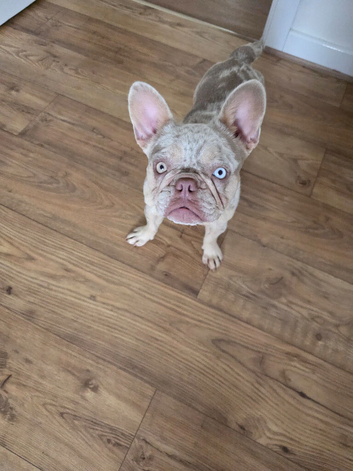 Isabella Lilac Merle French Bulldog
