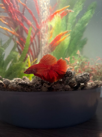 Betta fish and Tank with gravel & plants