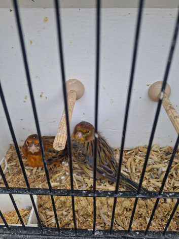 Canary for sale