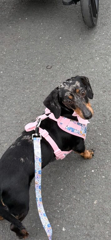 Dapple miniature dachshund female