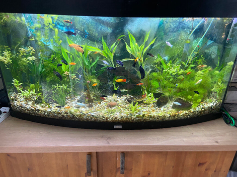 Aquarium and fish